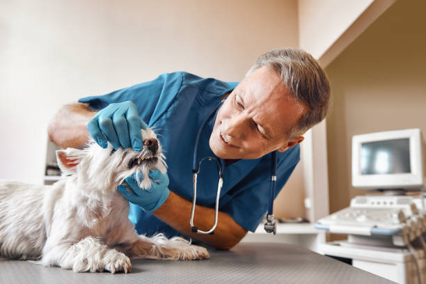 Best Emergency Dental Care for Broken or Chipped Teeth in Terrace Heights, WA